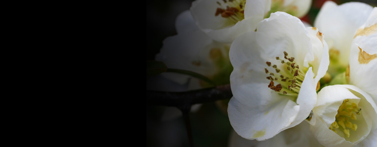 四町目店 🅿のご案内